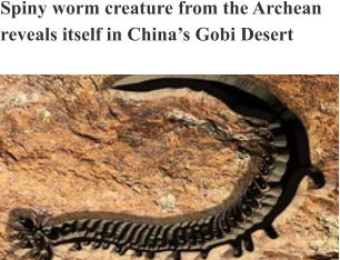 Spiny worm creature from the Archean reveals itself in China’s Gobi Desert